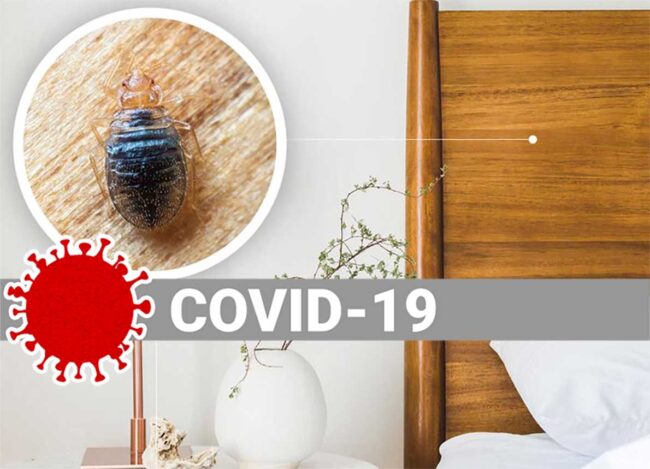 Ágyi poloska és a Covid-19